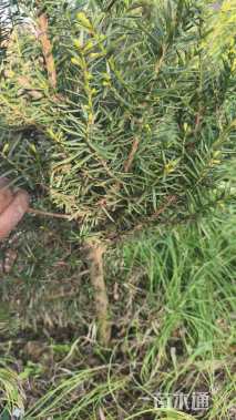 50公分东北红豆杉