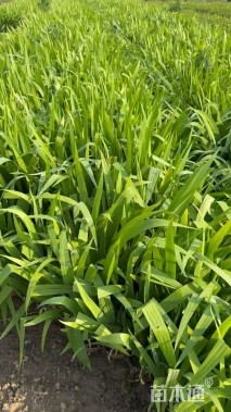 高度50厘米燕尾草