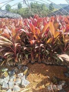 高度30厘米朱蕉