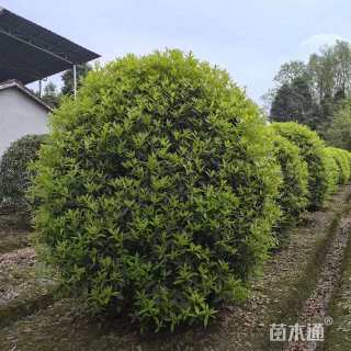 高度200厘米丛生桂花