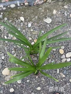 高度30厘米百子莲