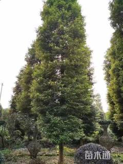 30公分金丝楠木