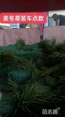 高度20厘米细叶麦冬草