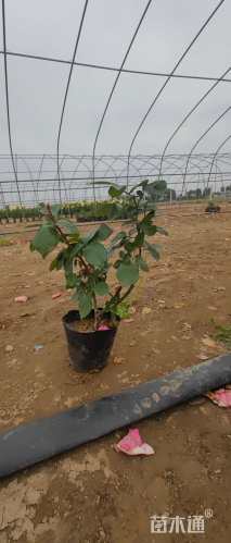 高度35厘米月季