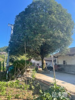 37公分桂花