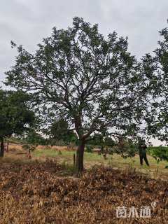 25公分(3杆)丛生香橼