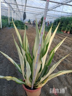 高度40厘米万年麻