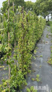 150厘米风车茉莉