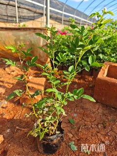 高度25厘米丰花月季