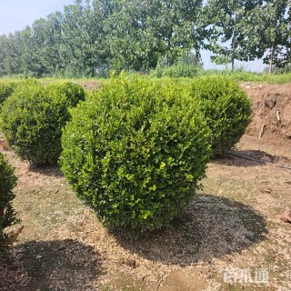 高度130厘米小叶黄杨球