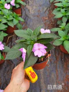 高度25厘米凤仙花