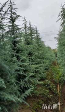 高度150厘米雪松