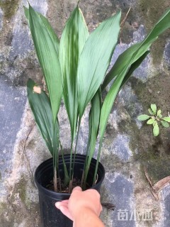 高度50厘米一叶兰