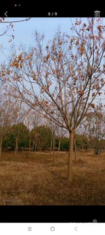 18公分黄山栾树