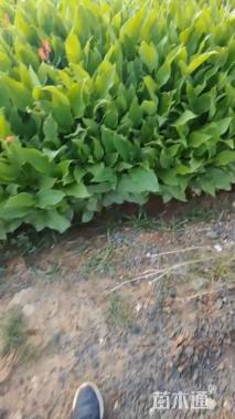 高度50厘米美人蕉