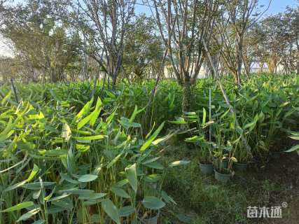 高度100厘米再力花
