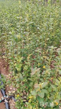 高度110厘米北海道黄杨