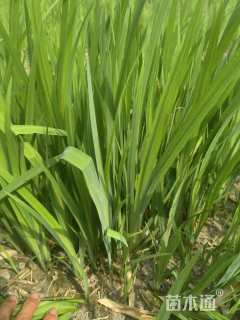 高度20厘米黄花鸢尾