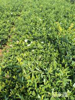 高度20厘米小叶栀子