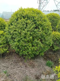 冠幅100厘米金叶女贞球