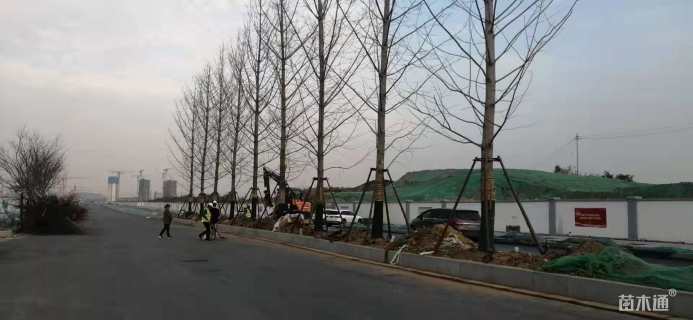 35公分银杏，低价专供