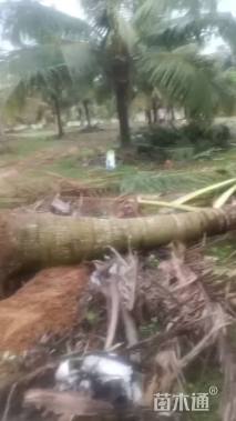 裸干高50厘米椰子树