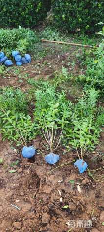 高度60厘米麦李