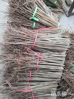 0.5公分红油香椿