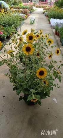 高度30厘米向日葵