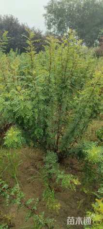 高度60厘米黄刺玫