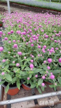 高度30厘米千日红