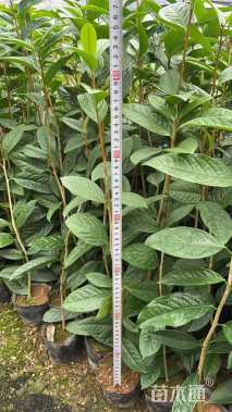 高度50厘米茶花