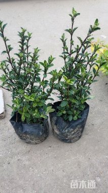 高度25厘米六月雪