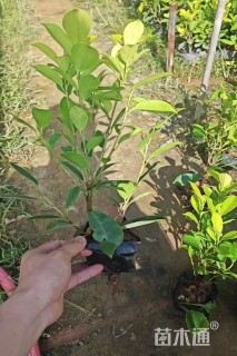 高度25厘米黄金榕