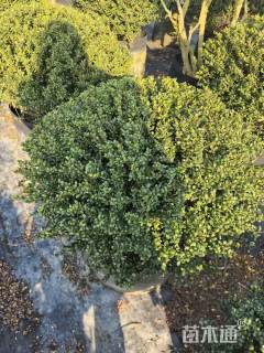 冠幅80厘米龟甲冬青球