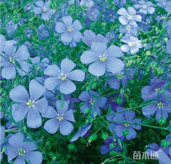 蓝花亚麻种子