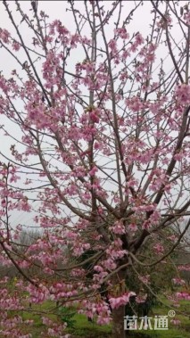 10公分红粉佳人樱