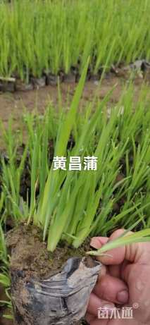 高度20厘米黄菖蒲