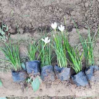 高度20厘米葱兰