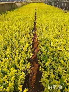 高度40厘米金森女贞