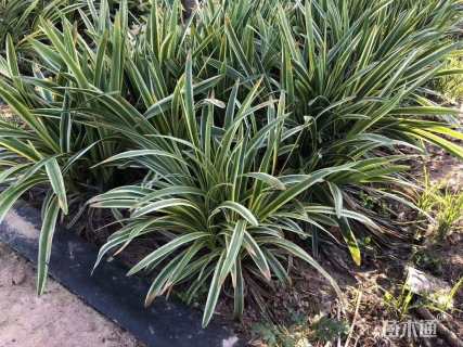 高度20厘米金边麦冬