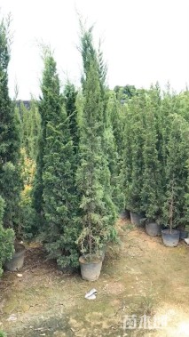 高度150厘米塔柏