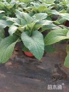 高度30厘米毛地黄