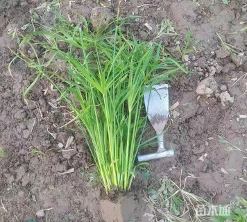 高度50厘米旱伞草