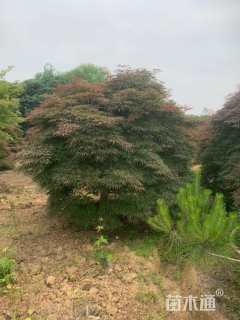 高度600厘米羽毛枫