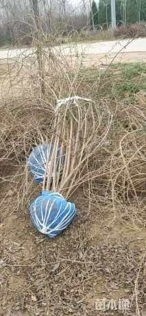 高度200厘米华北连翘