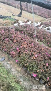 容器苗安酷杜鹃