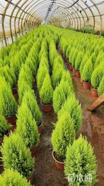 高度40厘米甘松