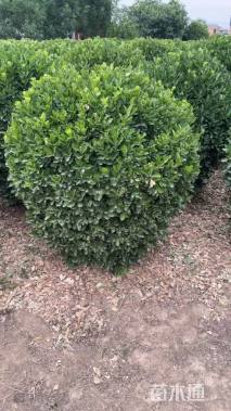 冠幅140厘米大叶黄杨球