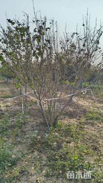 高度280厘米丛生丁香